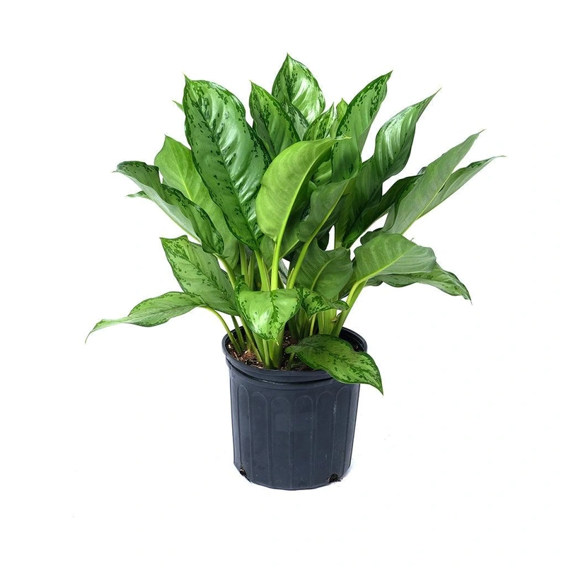 Aglaonema/Chinese Evergreen Bj Freeman