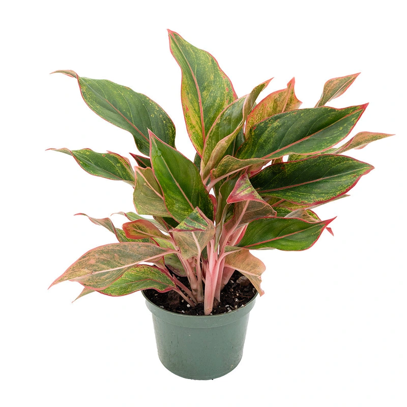 Aglaonema/Chinese Evergreen ‘Garnet Coltrane’ 6″