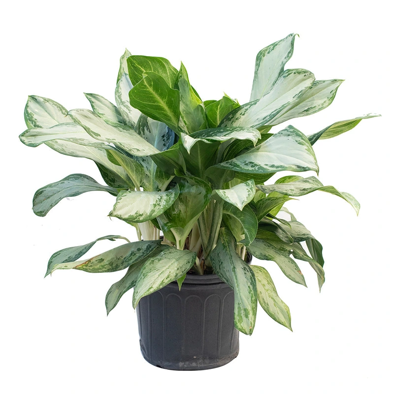 Aglaonema/Chinese Evergreen Golden Bay 10″