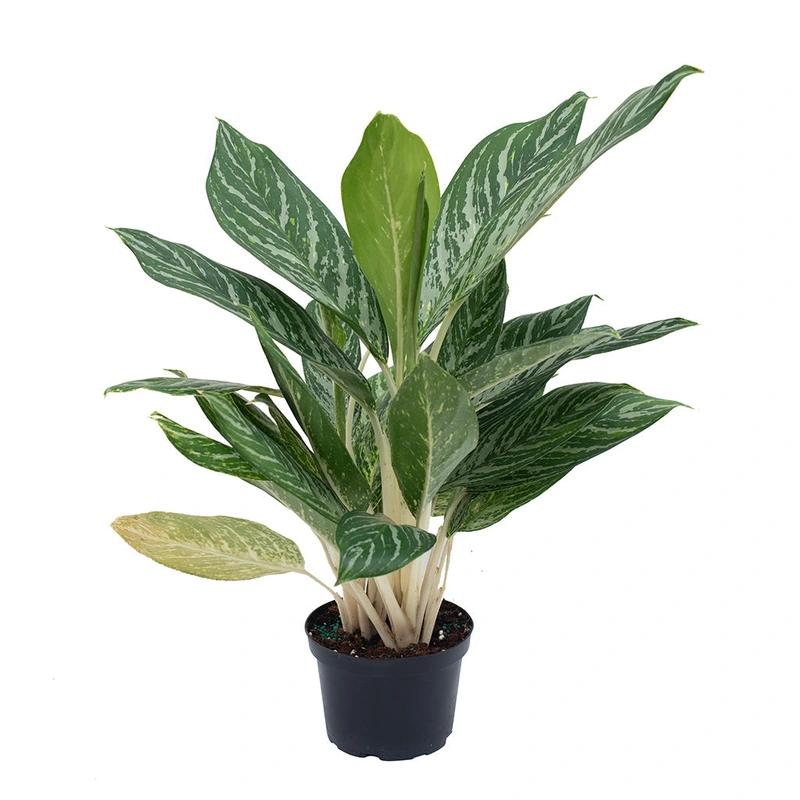 Aglaonema/Chinese Evergreen Golden Madonna