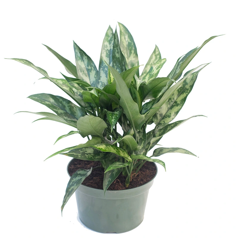 Aglaonema/Chinese Evergreen Maria Emerald Beauty 8″