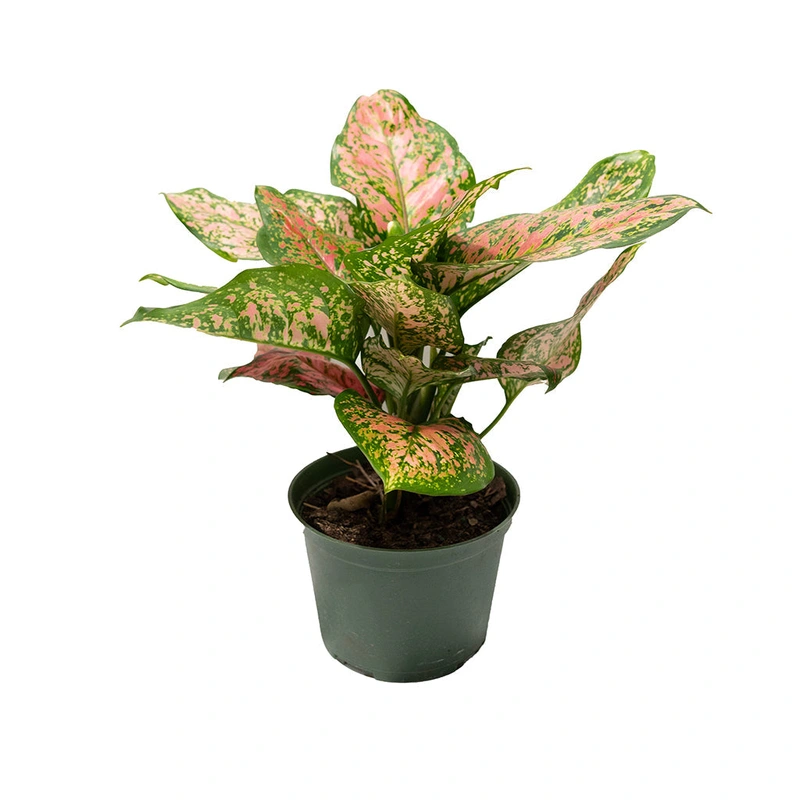 Aglaonema/Chinese Evergreen ‘Ruby Ray’ 6″