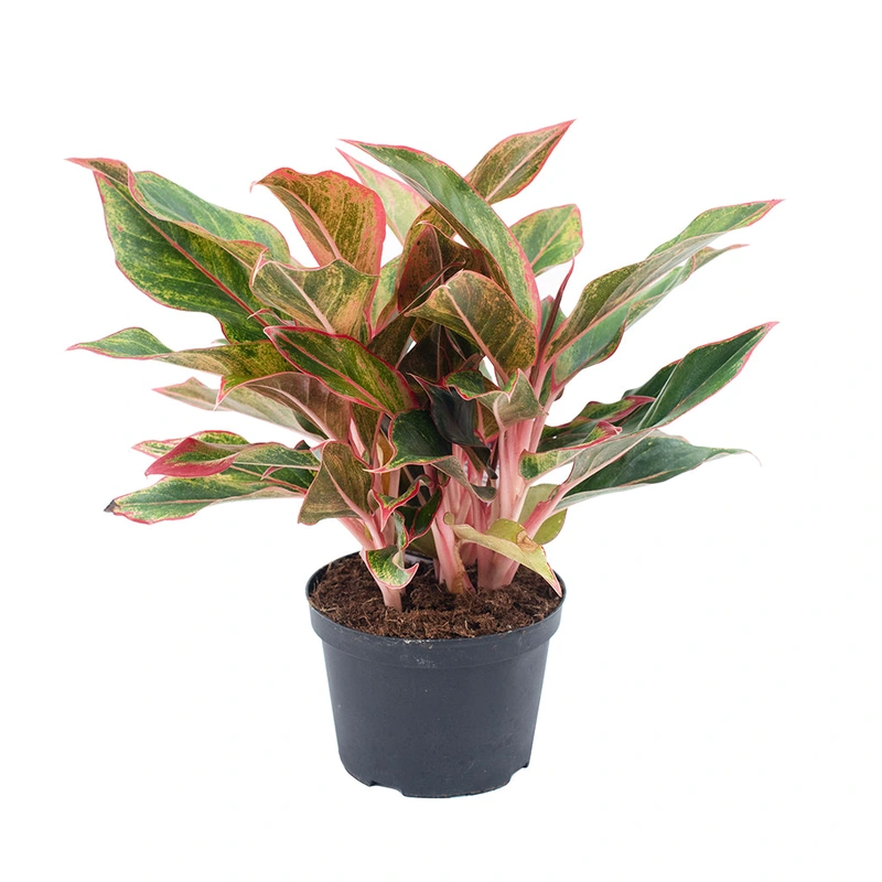 Aglaonema/Chinese Evergreen Siam 6″