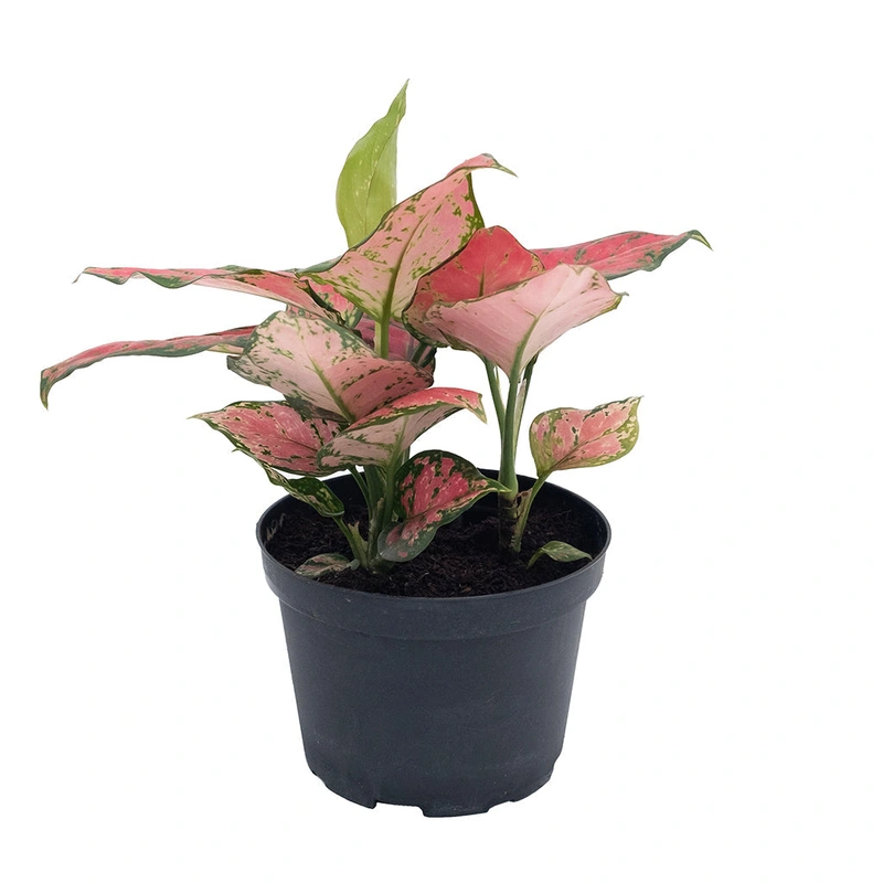 Aglaonema/ Very Red 6″