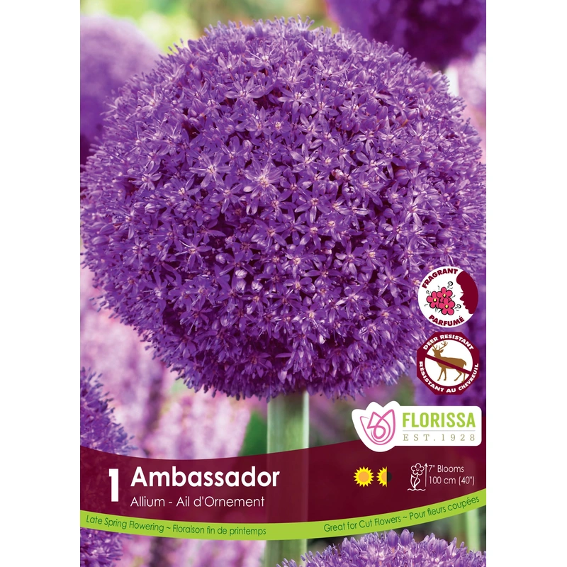 Allium-Ambassador