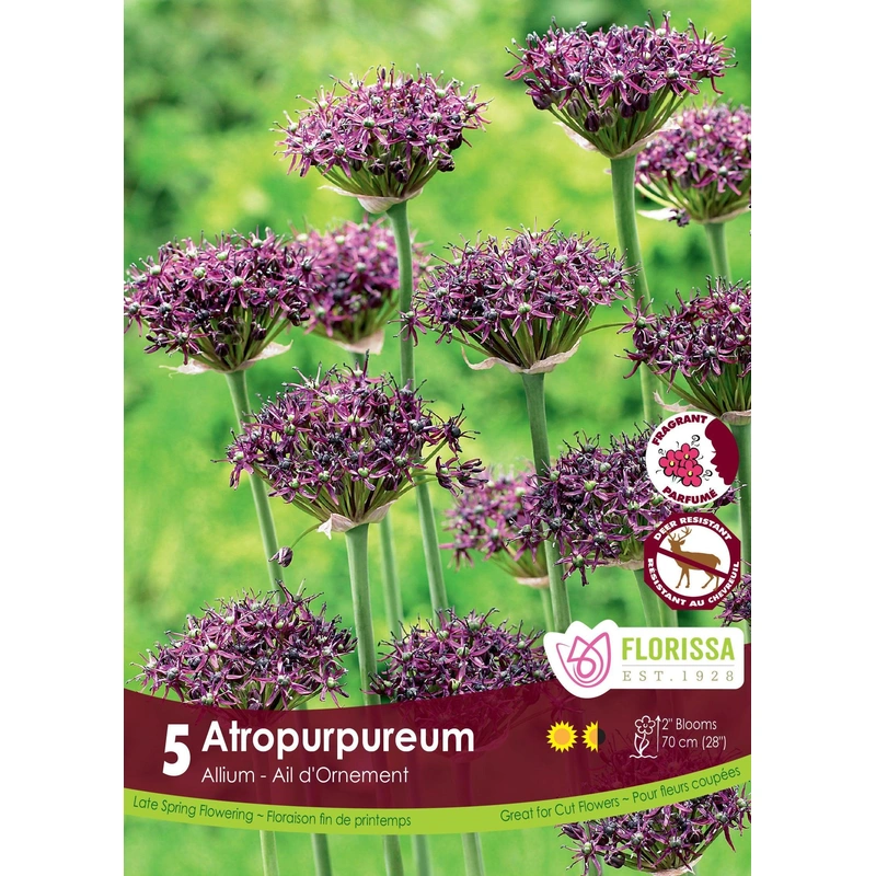 Allium Atropurpueum 5/Pkg