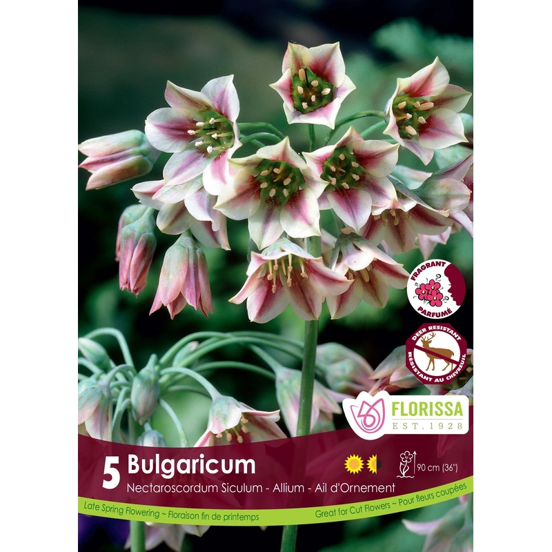 Allium Bulgaricum 5/Pkg