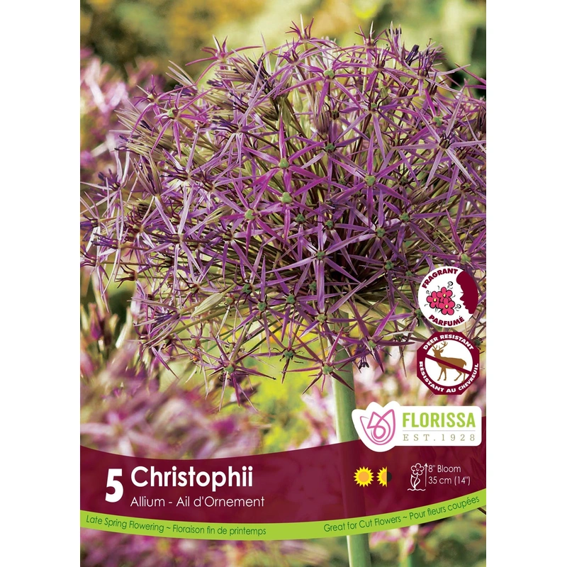 Allium Christophii 5/Pkg