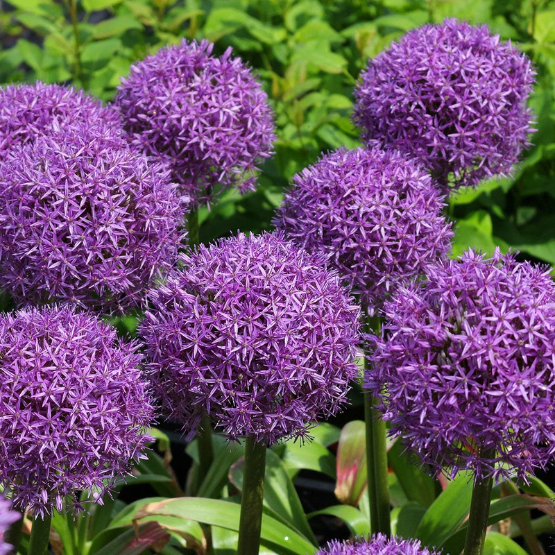 Allium Giganteum 1/Pkg