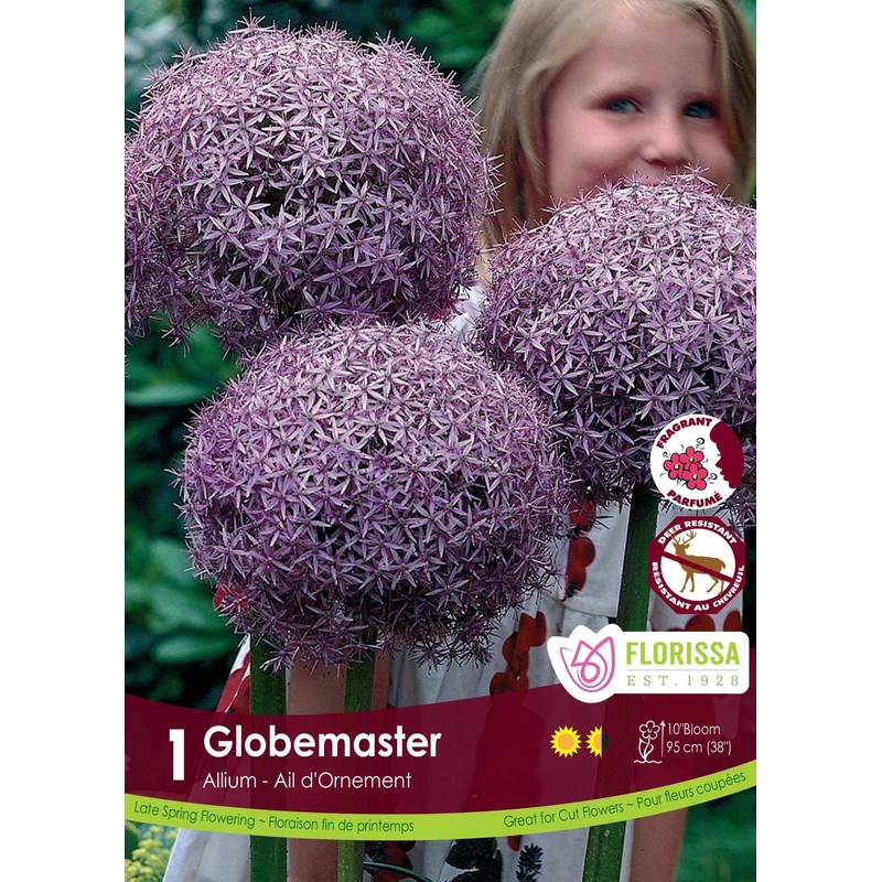 Allium Globemaster 1/Pkg