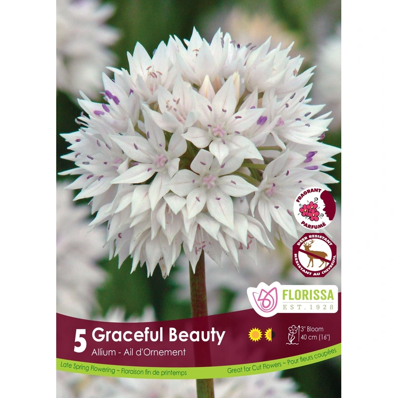 Allium Graceful Beauty 5/Pkg