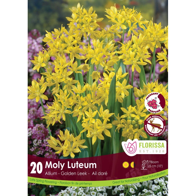 Allium Moly Luteum 20/Pkg