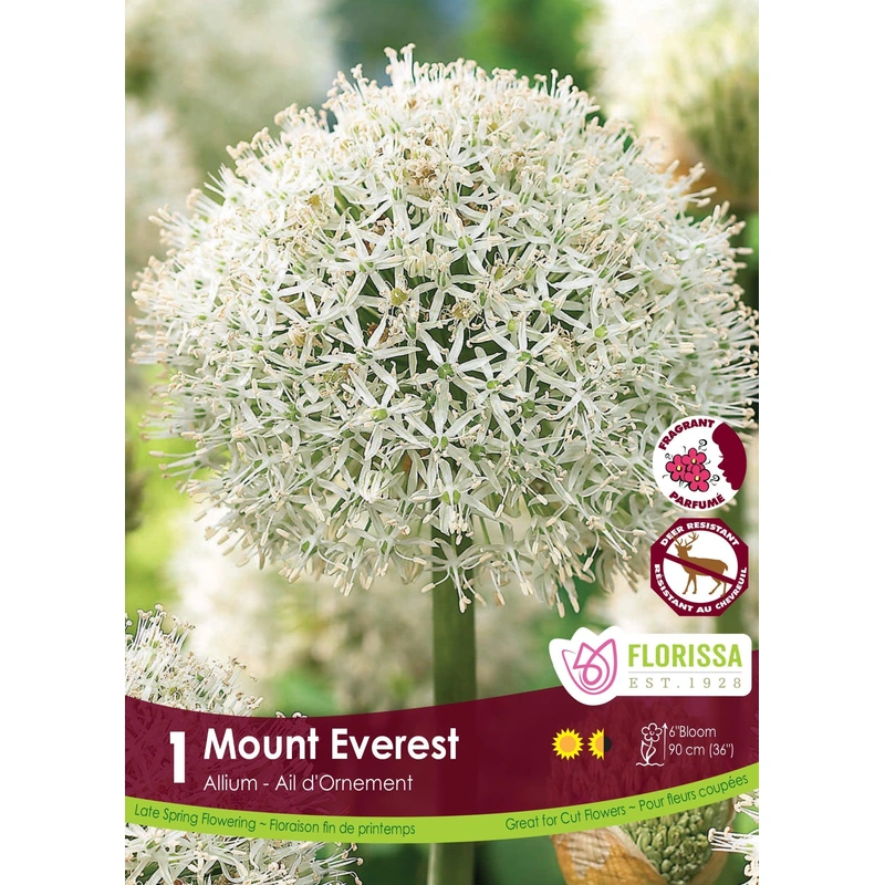 Allium Mount Everest 1/Pkg