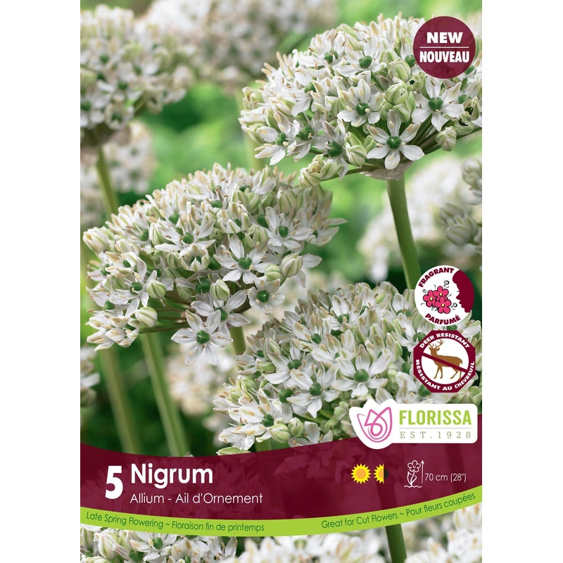 Allium Nigrum 5/Pkg