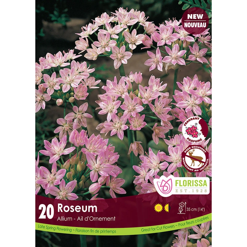 Allium – Roseum