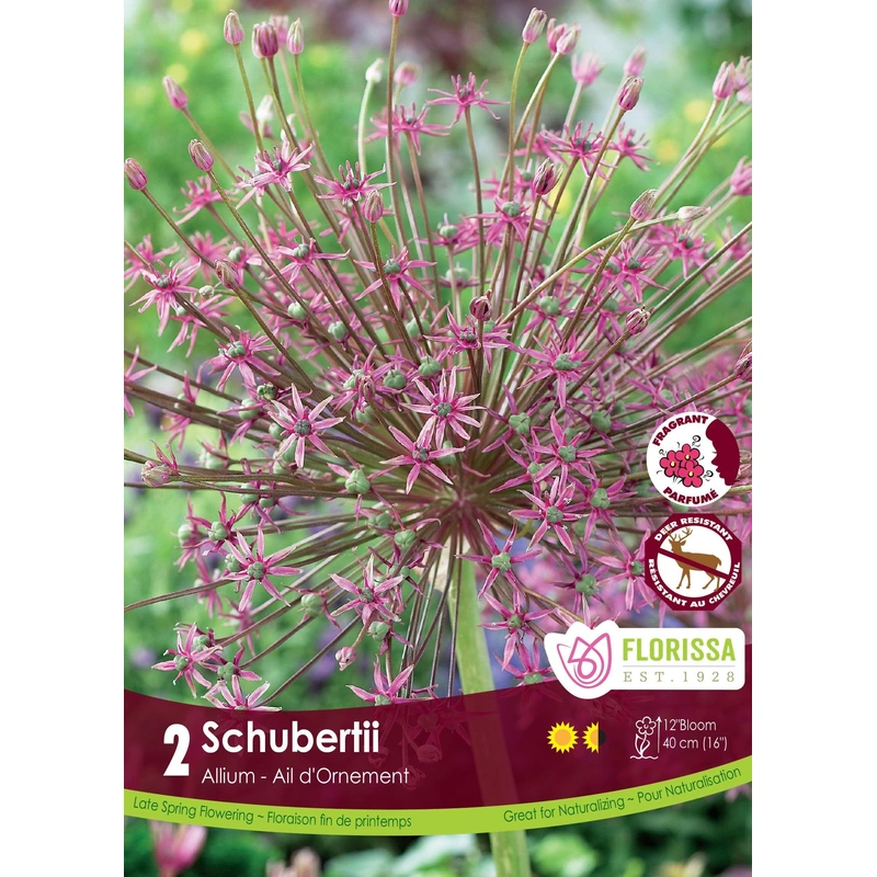 Allium Schubertii 2/Pkg