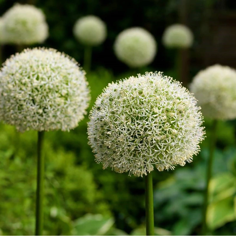 Allium – White Giant