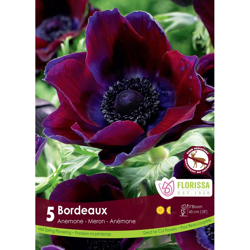 Anemone Bordeaux 5/Pkg